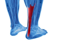 What Does the Achilles Tendon Do?